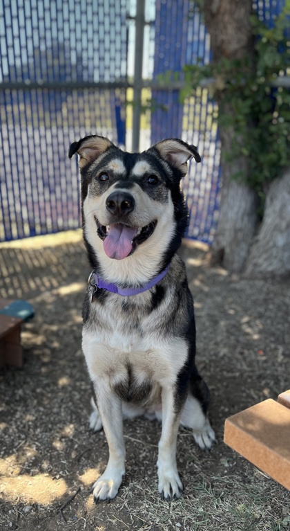 Maimie, a Husky, available for adoption