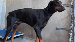 Other Photos of thie Dog