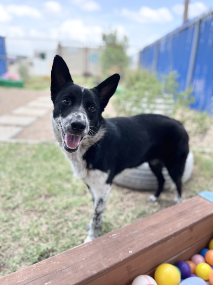 Mrs Linguine, a Border Collie, available for adoption