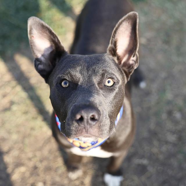 Buba, a American Staffordshire Terrier (mix breed), available for adoption