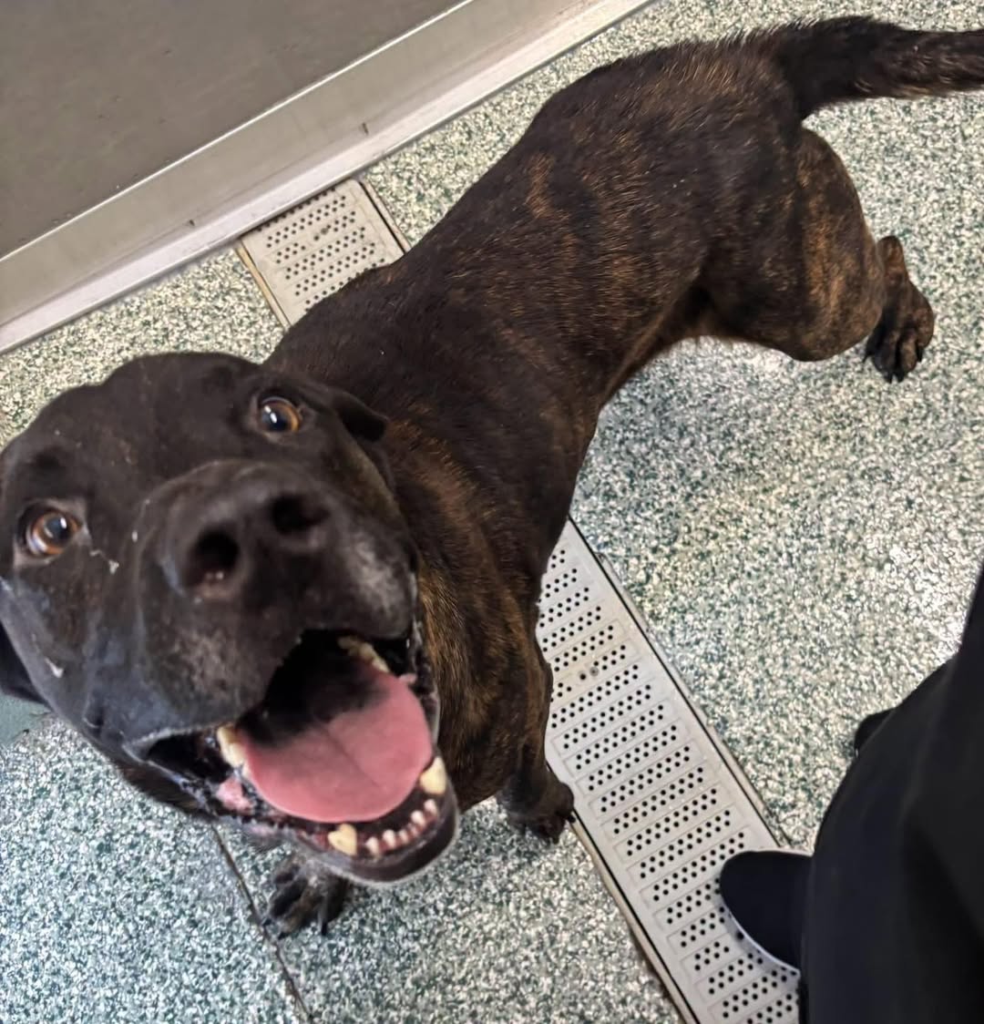 Toby, a Pit Bull Terrier, available for adoption