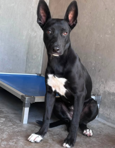 Giggles, a Pit Bull Terrier (mix breed), available for adoption