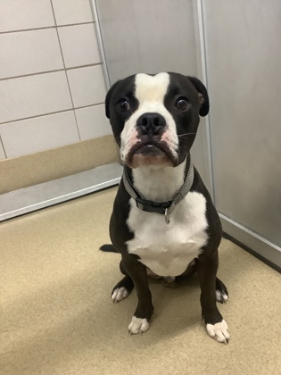 Henry, a Pit Bull Terrier, available for adoption