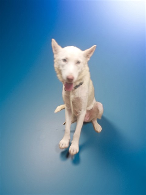 Freya, a Siberian Husky, available for adoption