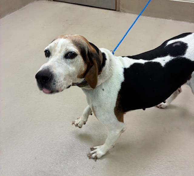 Kimmy, a Foxhound (mix breed), available for adoption