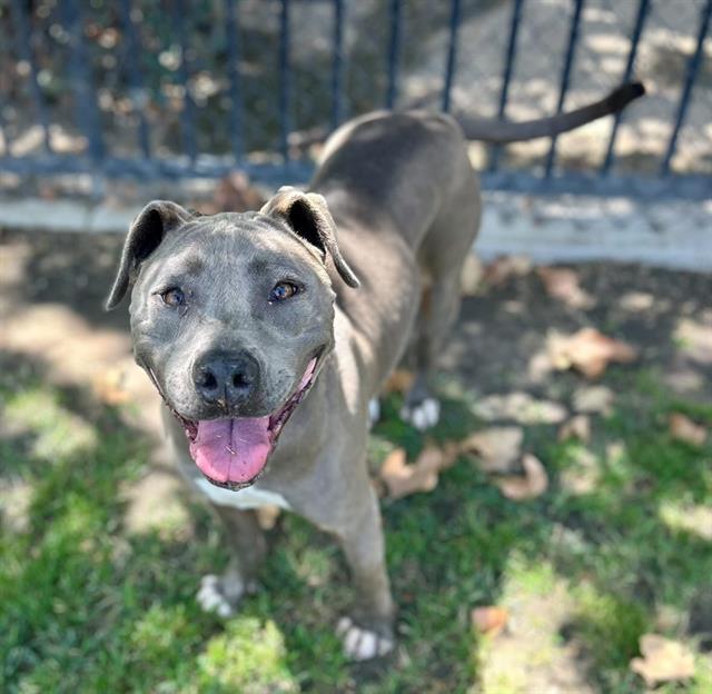 Luz, a Pit Bull Terrier, available for adoption