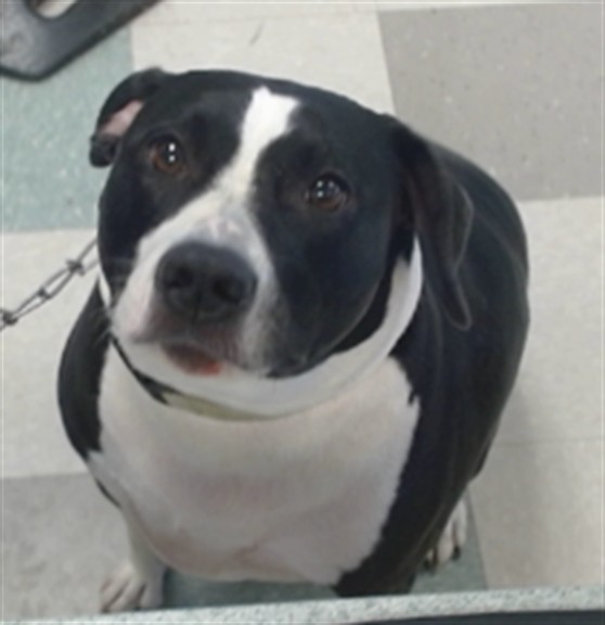 Lady, a Black Labrador Retriever (mix breed), available for adoption