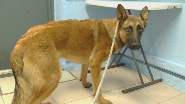 A5801204, a German Shepherd, available for adoption