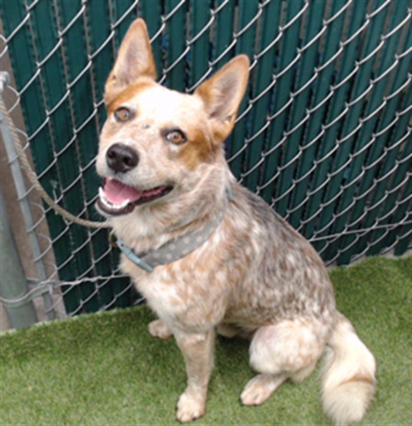 Banjo, a Lancashire Heeler, available for adoption