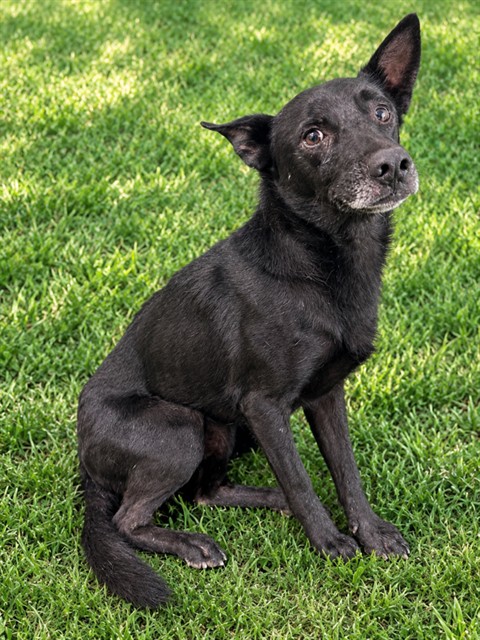 Gareth, a German Shepherd, available for adoption