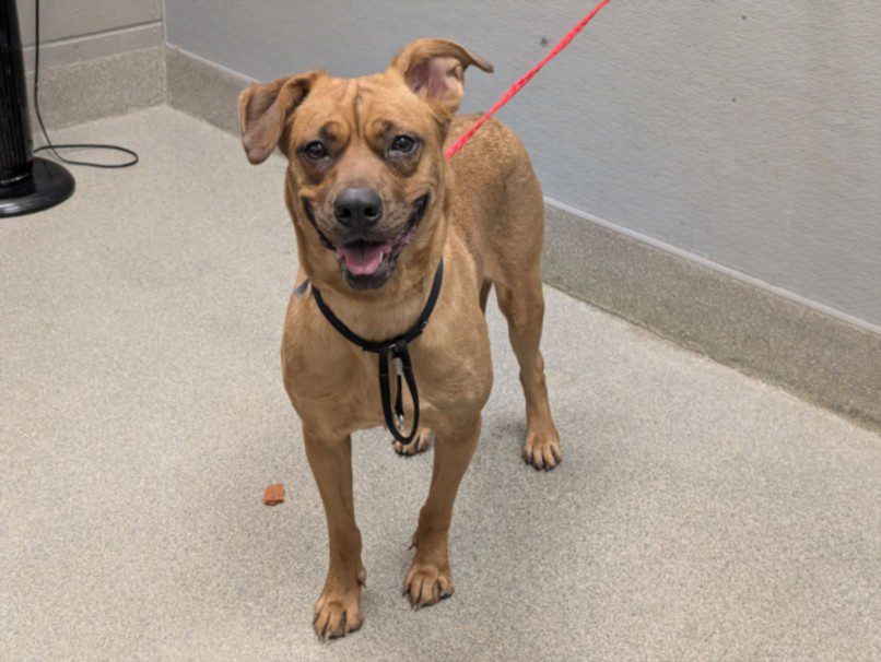 Gemini, a Terrier, available for adoption
