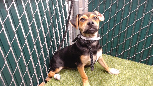 Max, a Chihuahua, available for adoption