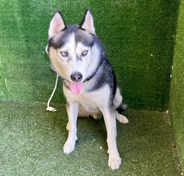 Lucky, a Siberian Husky, available for adoption