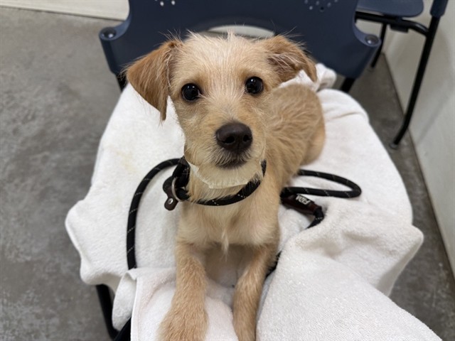 Spring Roll, a Chihuahua, available for adoption