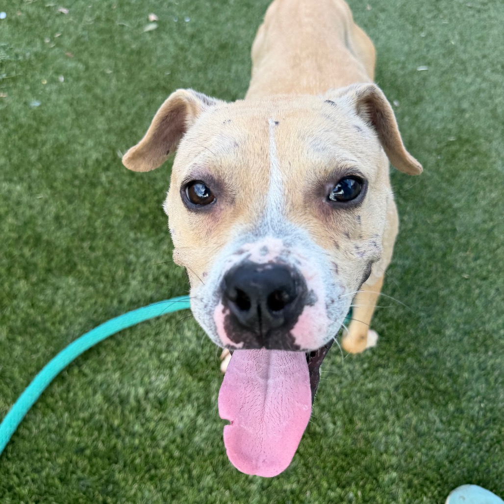 Amex, a American Staffordshire Terrier (mix breed), available for adoption
