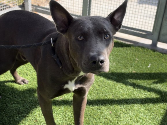 Bryan, a American Staffordshire Terrier, available for adoption