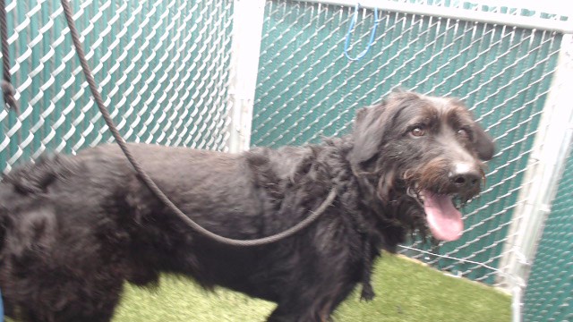 Hashi, a Irish Wolfhound, available for adoption