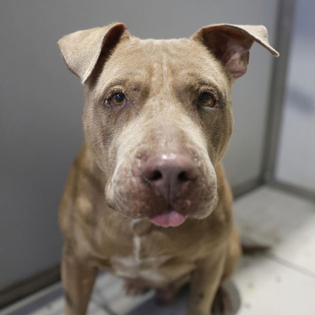 Foster, a American Staffordshire Terrier (mix breed), available for adoption