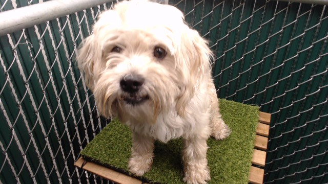 A5805315, a Terrier, available for adoption