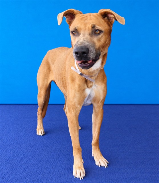 Tyra, a Boxer, available for adoption