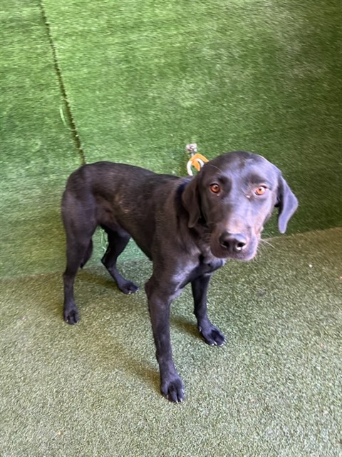 Dahlia, a Labrador Retriever, available for adoption