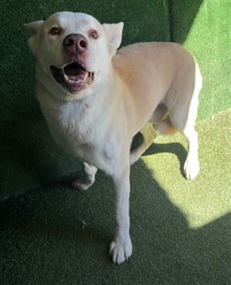 Kai, a Siberian Husky, available for adoption