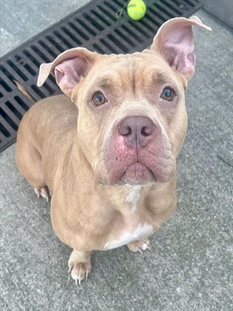 Lorelei, a Pit Bull Terrier (mix breed), available for adoption