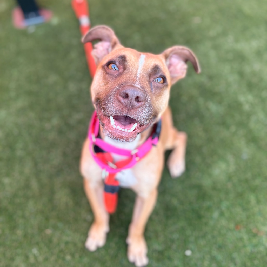 Marvin, a Pit Bull Terrier (mix breed), available for adoption