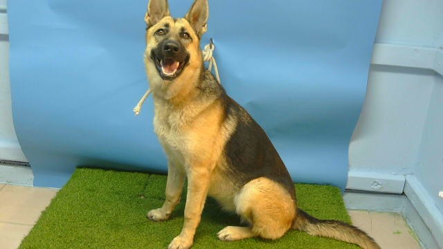 A5807203, a German Shepherd, available for adoption