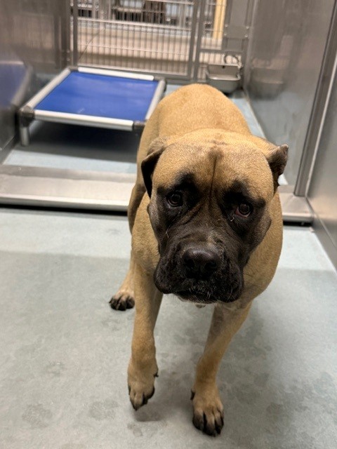 Molly, a Bullmastiff, available for adoption