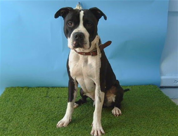 A5807394, a Boxer, available for adoption