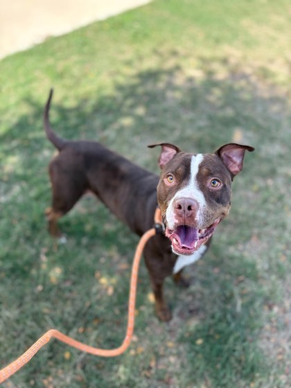 Santo, a Pit Bull Terrier, available for adoption