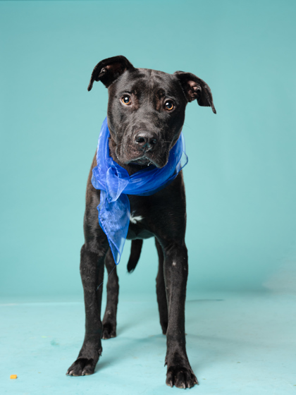 Tanjero, a Labrador Retriever (mix breed), available for adoption