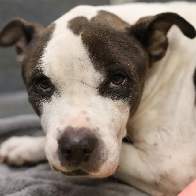 A831689, a American Staffordshire Terrier, available for adoption