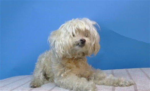A5807942, a Maltese, available for adoption