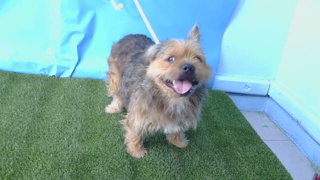 A5808099, a Terrier, available for adoption