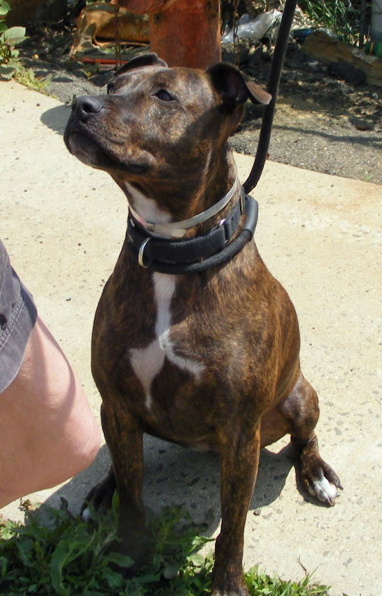Other Photos of thie Dog