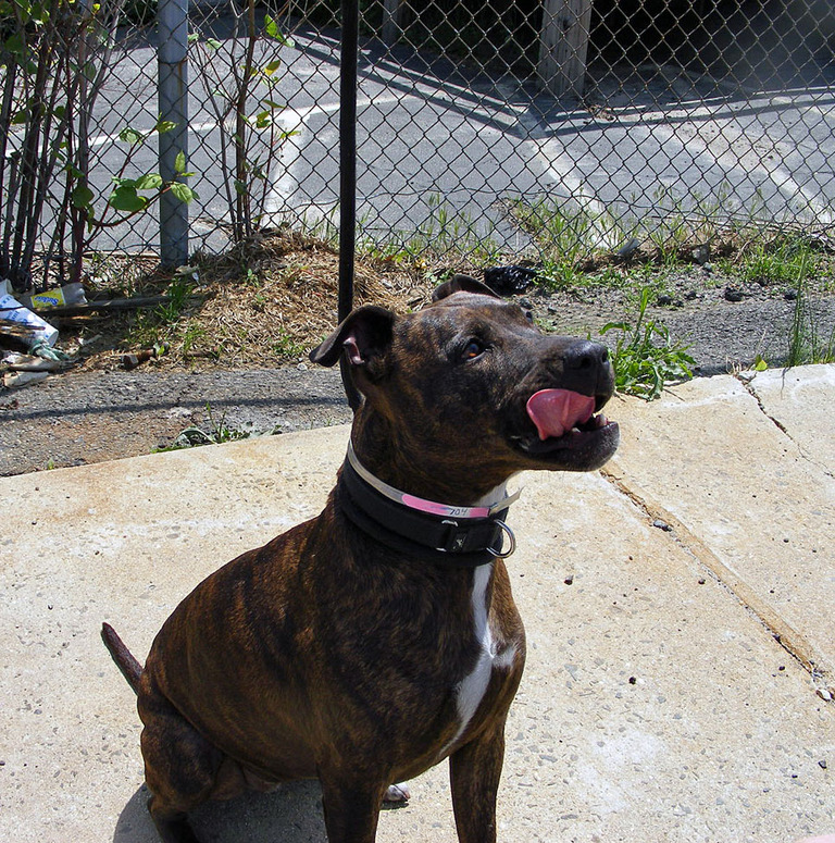 Other Photos of thie Dog