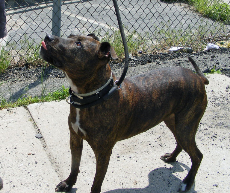 Other Photos of thie Dog