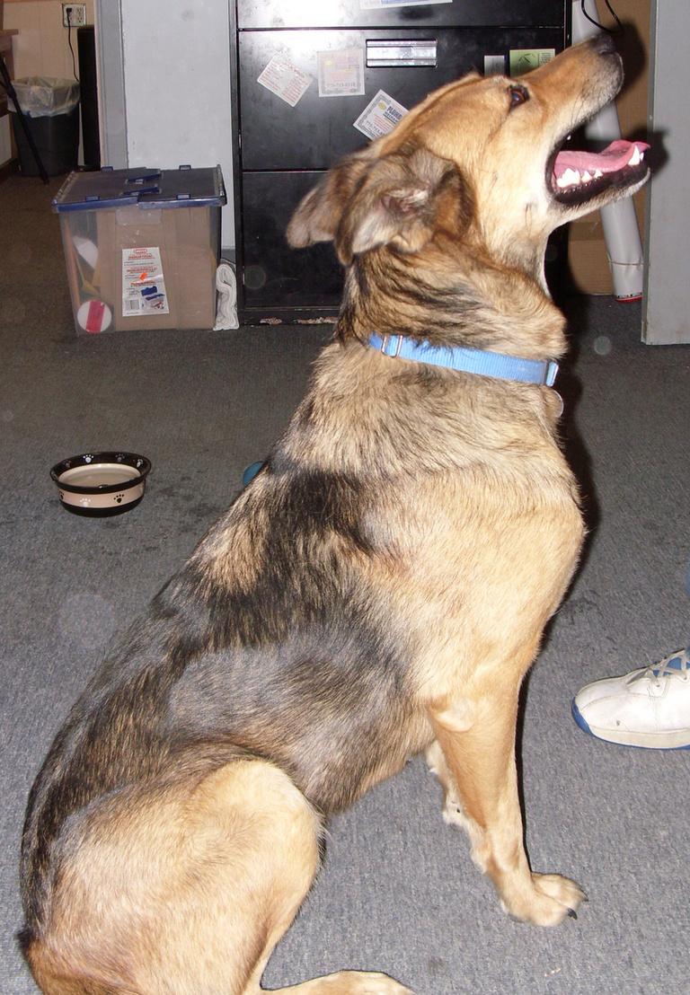 Other Photos of thie Dog
