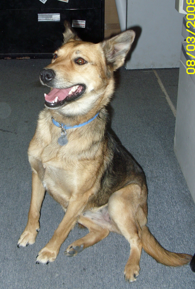 Other Photos of thie Dog