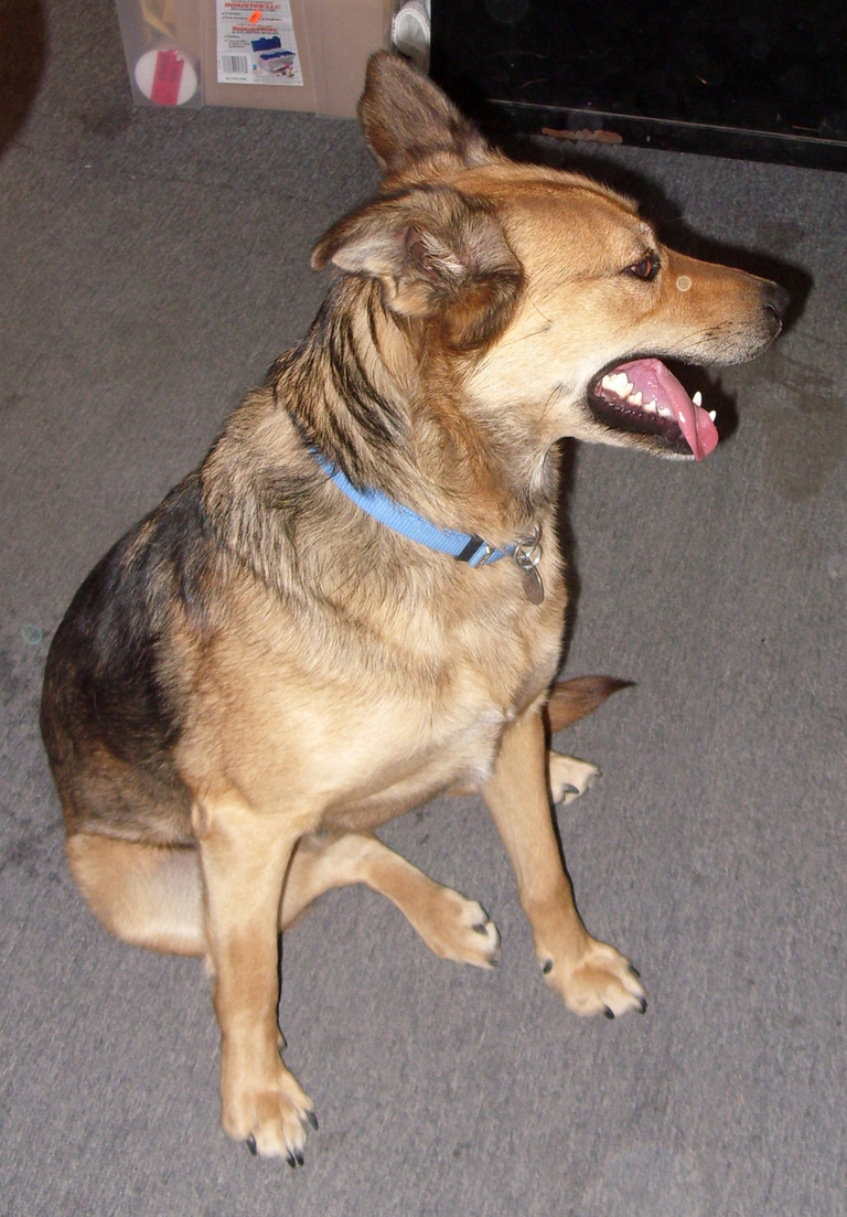 Other Photos of thie Dog