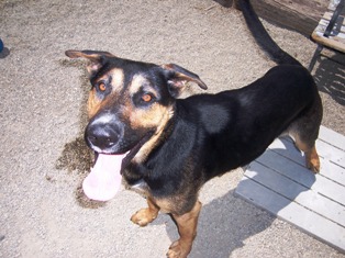 Other Photos of thie Dog