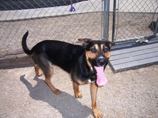 Other Photos of thie Dog