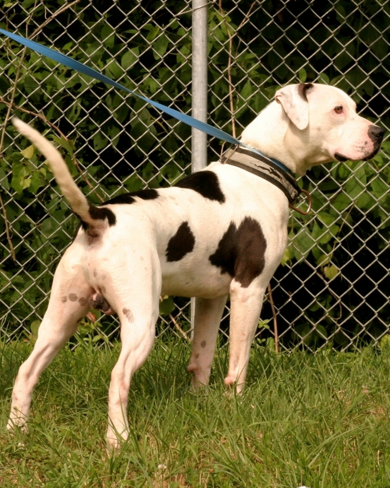 Other Photos of thie Dog