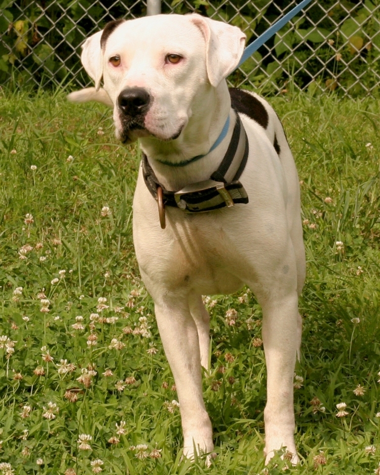 Other Photos of thie Dog
