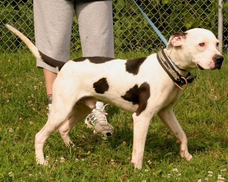Other Photos of thie Dog