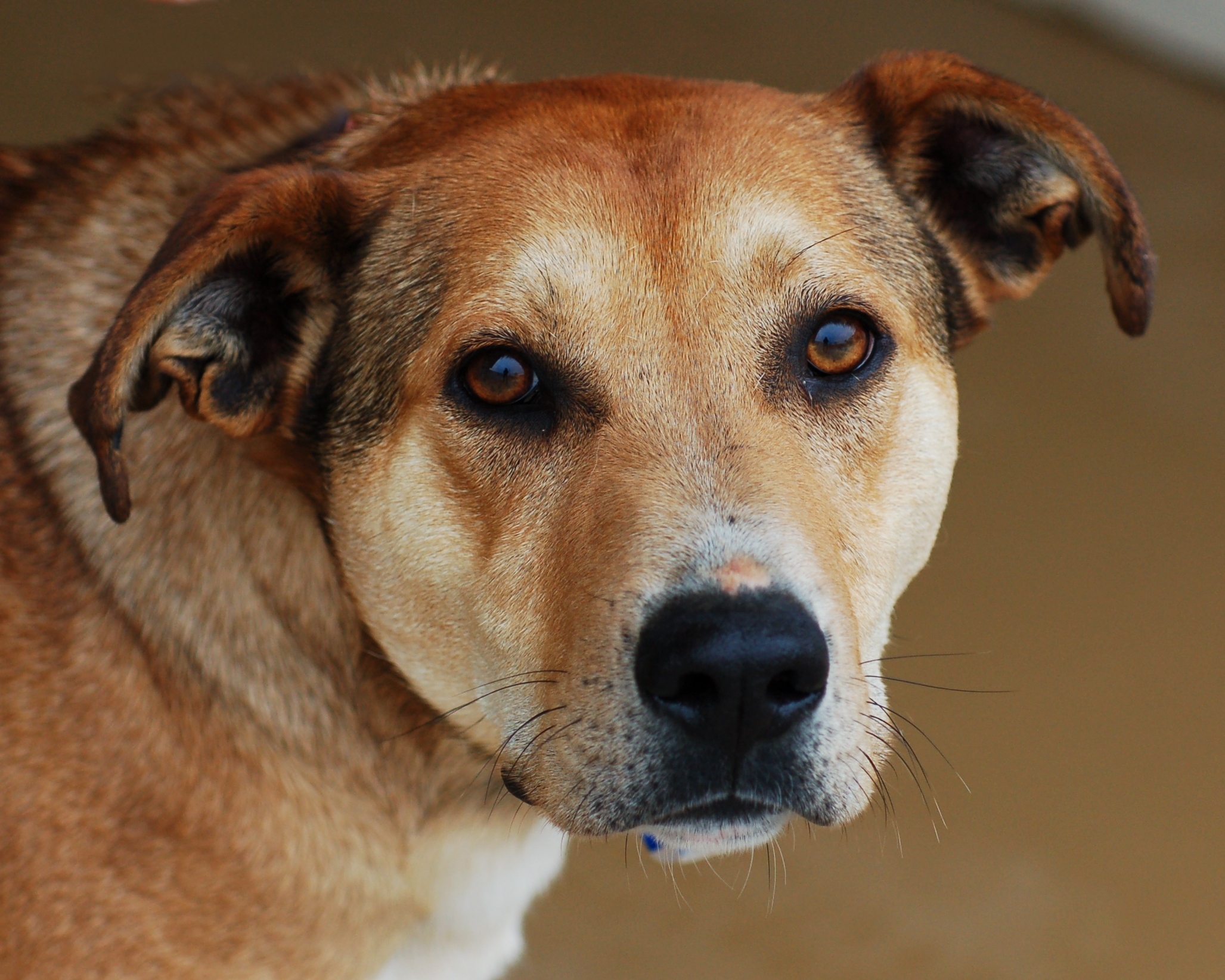 Other Photos of thie Dog