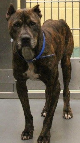 Other Photos of thie Dog