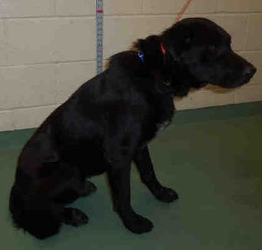 Other Photos of thie Dog